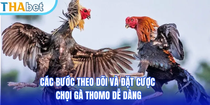 Các bước theo dõi và đặt cược chọi gà Thomo dễ dàng