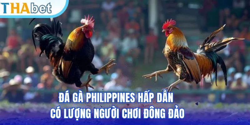 Đá gà Philippines hấp dẫn có lượng người chơi đông đảo