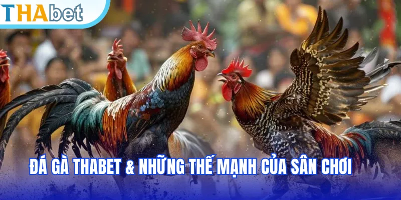 Đá gà THABET & những thế mạnh của sân chơi