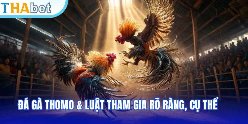 Đá gà Thomo & luật tham gia rõ ràng, cụ thể
