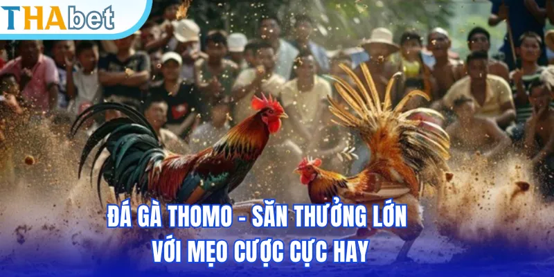 Đá Gà Thomo – Săn Thưởng Lớn Với Mẹo Cược Cực Hay