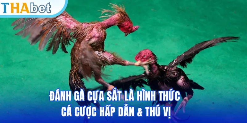 Đánh gà cựa sắt là hình thức cá cược hấp dẫn & thú vị