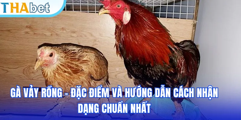 Gà Vảy Rồng - Đặc Điểm Và Hướng Dẫn Cách Nhận Dạng Chuẩn Nhất