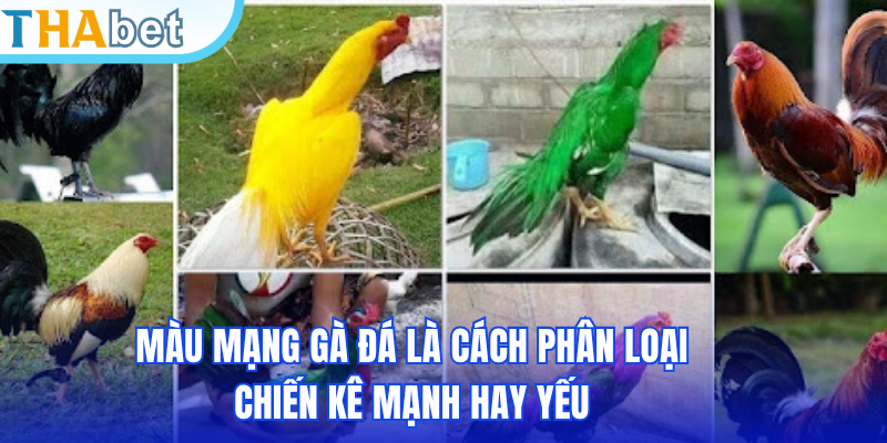 Màu mạng gà đá là cách phân loại chiến kê mạnh hay yếu 