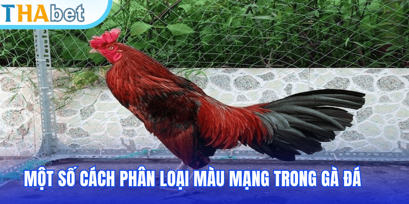 Một số cách phân loại màu mạng trong gà đá