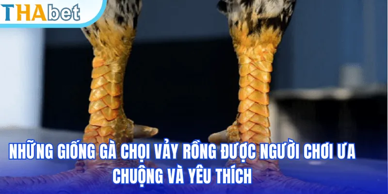 Những giống gà chọi vảy rồng được người chơi ưa chuộng và yêu thích