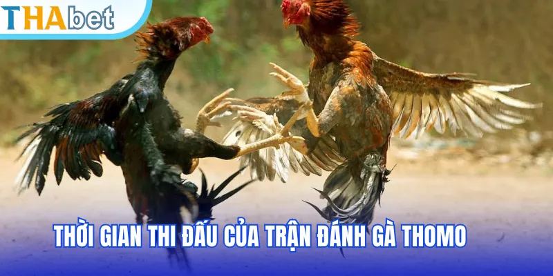 Thời gian thi đấu của trận đánh gà Thomo
